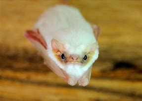 Image result for Tiny White Bat