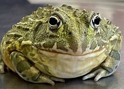 Image result for Bull Frog Human-Sized