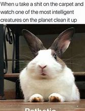 Image result for Super Funny Bunny Memes
