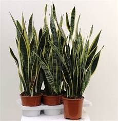 piante verdi da interno foto sansevieria laurentii diam 17 indoor green plants piante verdi da interno foto sansevieria laurentii diam 17 indoor green plants