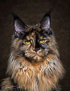 Image result for Maine Coon Cat