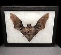 Image result for Bat Taxidermy