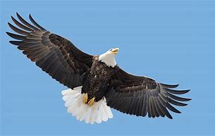 Image result for Eagle Wings Folded