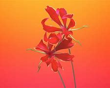 Image result for iPhone 6 iOS 8 Flower Wallpaper