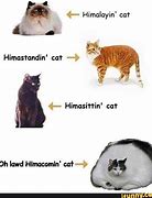 Image result for Himalayan Cat Meme