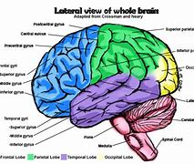 Image result for Human Brain Lateral View