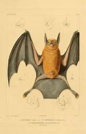 Image result for Realistic Bat Drawing