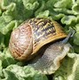 Image result for Molluscum Kids