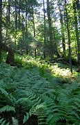 Image result for Field of Ferns