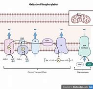 Image result for Oxidative Phosphorylation Tfh Cells