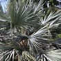 Image result for Really Cold Hardy Palm Trees