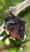 Image result for Nectar Bat