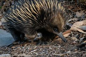 Image result for Elusive Echidna