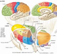 Image result for 神经解剖学