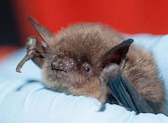 Image result for Sleeping Hanging Bat