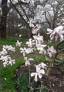 Image result for Magnolia cylindrica