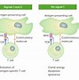 Image result for T-cell Subtypes