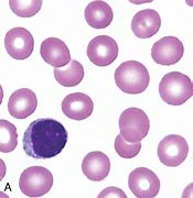 Erythrocyte 的图像结果