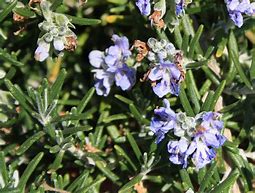 Image result for Rosmarinus officinalis