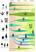 Image result for Plant Evolution Timeline