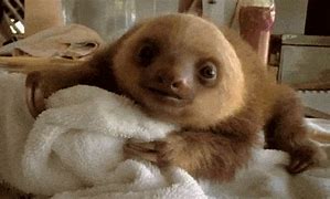 Image result for Weird Sloth Face