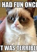 Image result for Grumpy Cat Funny Jokes