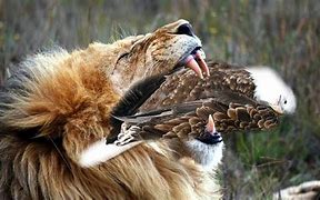 Image result for Lion Eagle