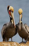Image result for Texas Brown Pelican