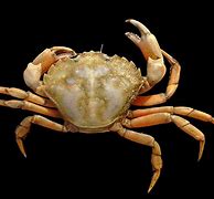 Image result for Shore Crab