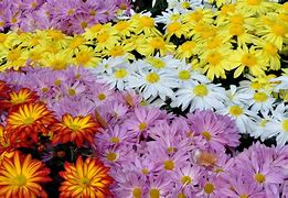 Image result for Chrysanthemum Floral Wallpaper