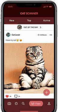 Image result for Cat Size 1Mb