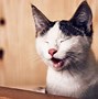Image result for Smiling Cat Face
