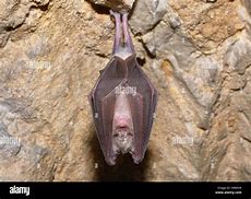 Image result for 6Ft Sleeping Bat