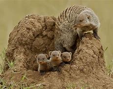 Image result for Chakide Animal