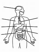 Image result for Human Body Diagram Outline