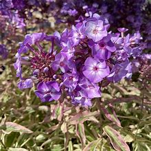 Image result for Phlox paniculata Olympus