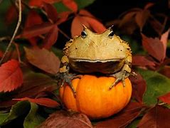 Image result for Scary Frog