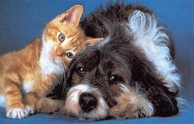 Image result for Beautiful Cat and Dog