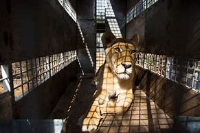 Image result for captive bred lions south africa