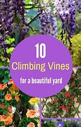 Image result for Florida Climbing Vines