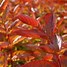 Image result for Weigela florida Wings of Fire