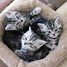 Image result for Black and Silver Tabby Cat