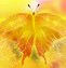 Image result for Yellow Butterflies Wallpaper