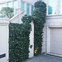 Image result for Climbing Plants for Shady Walls