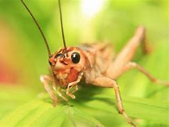 Image result for Cricket Insect Jumping