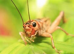 Image result for Cricket Insect South African