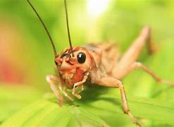 Image result for Ground Cricket Insect