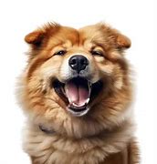Image result for Big Dog Smile