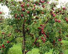 Image result for Images of Apple Trees