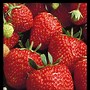 Image result for Different Types of Strawberries